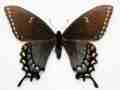 Papilio glaucus female (dark form) (Internet Image property of respective owner, non-commercial use only)